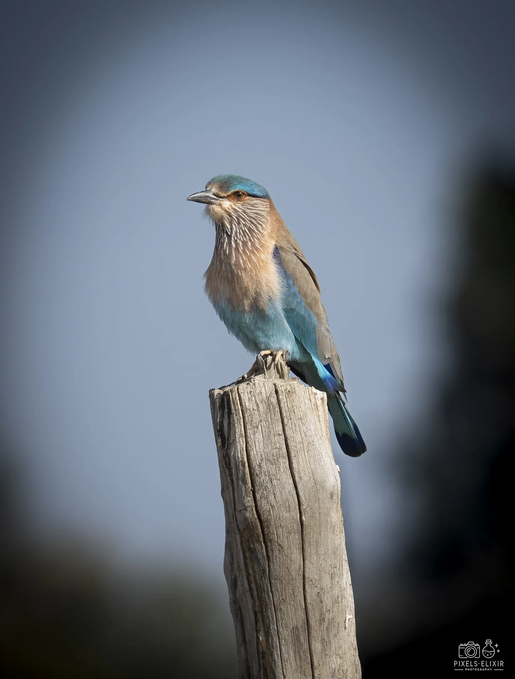 Wildlife and landscape photograph