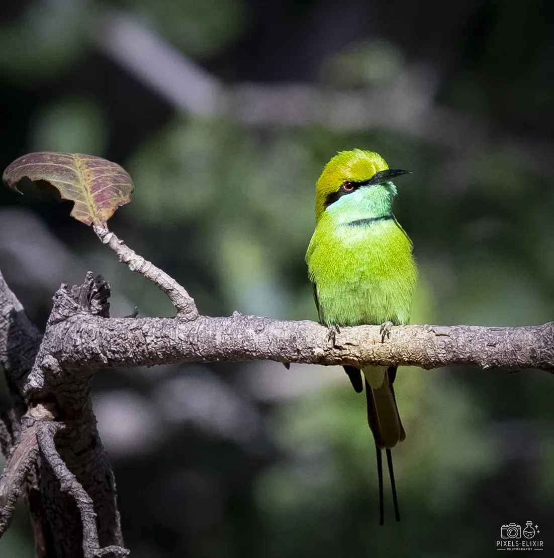 Wildlife and landscape photograph