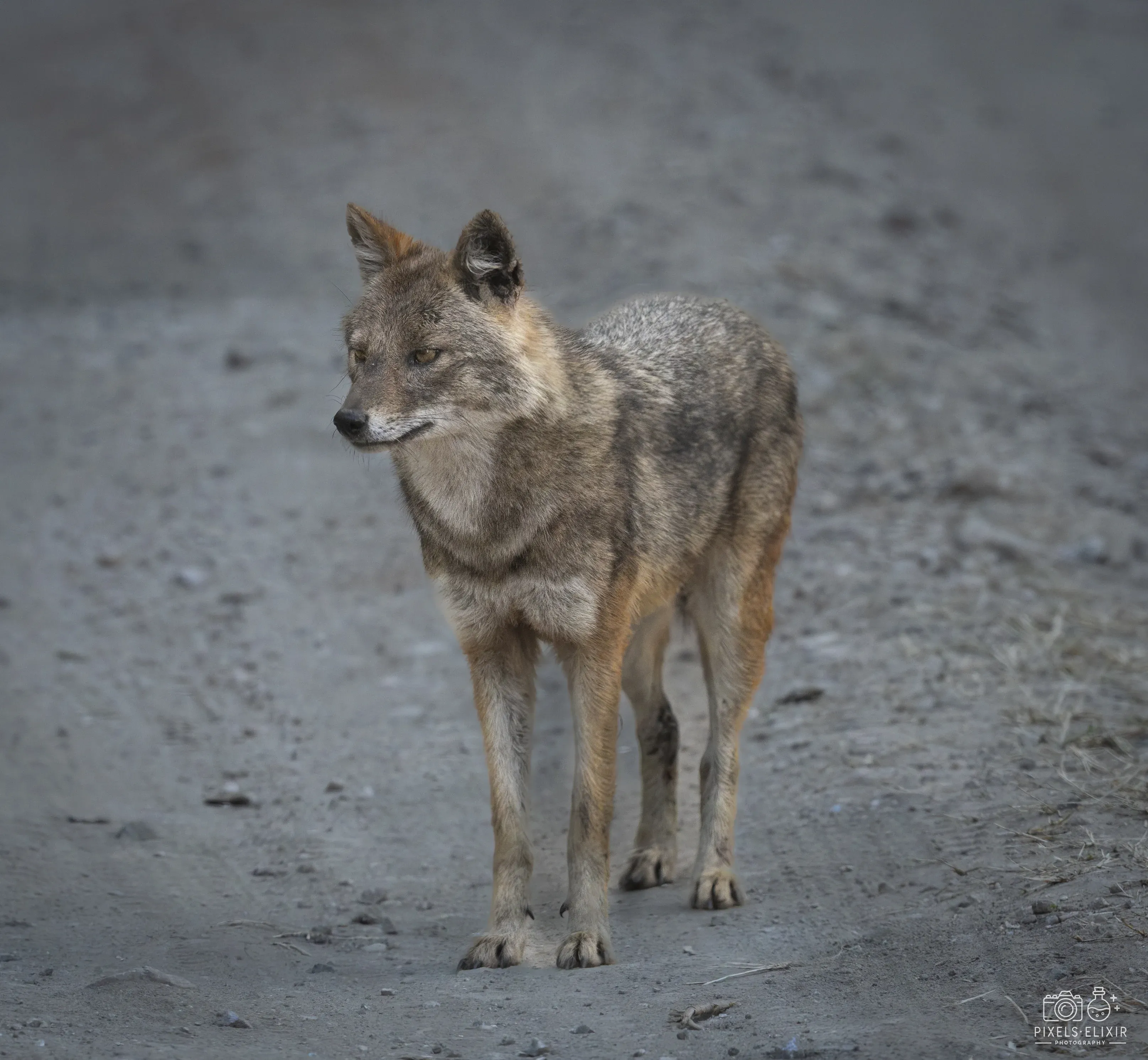 Wildlife and landscape photograph