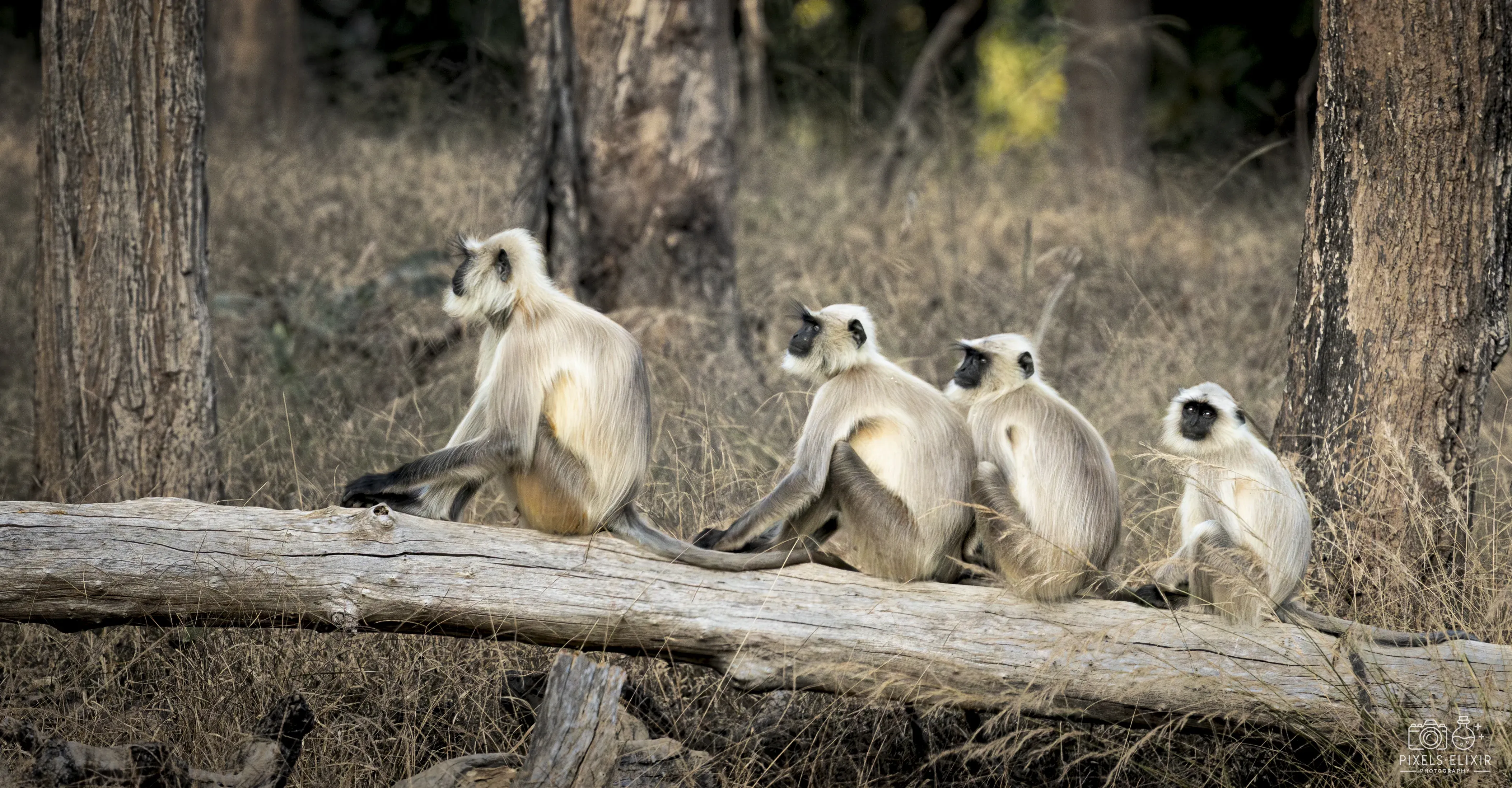 Wildlife and landscape photograph