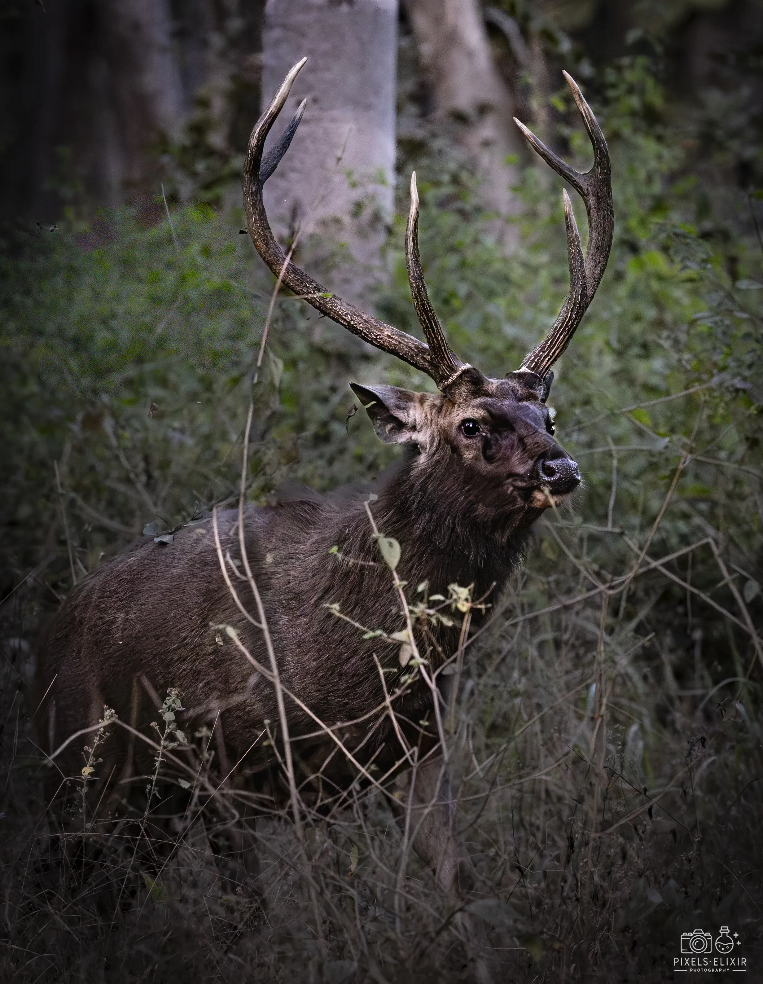 Wildlife and landscape photograph