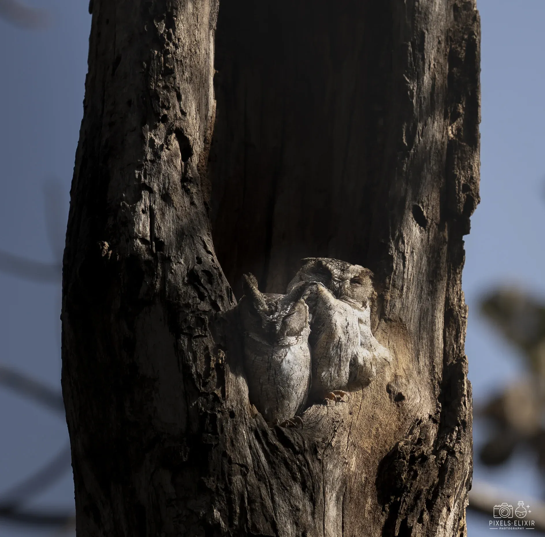 Wildlife and landscape photograph