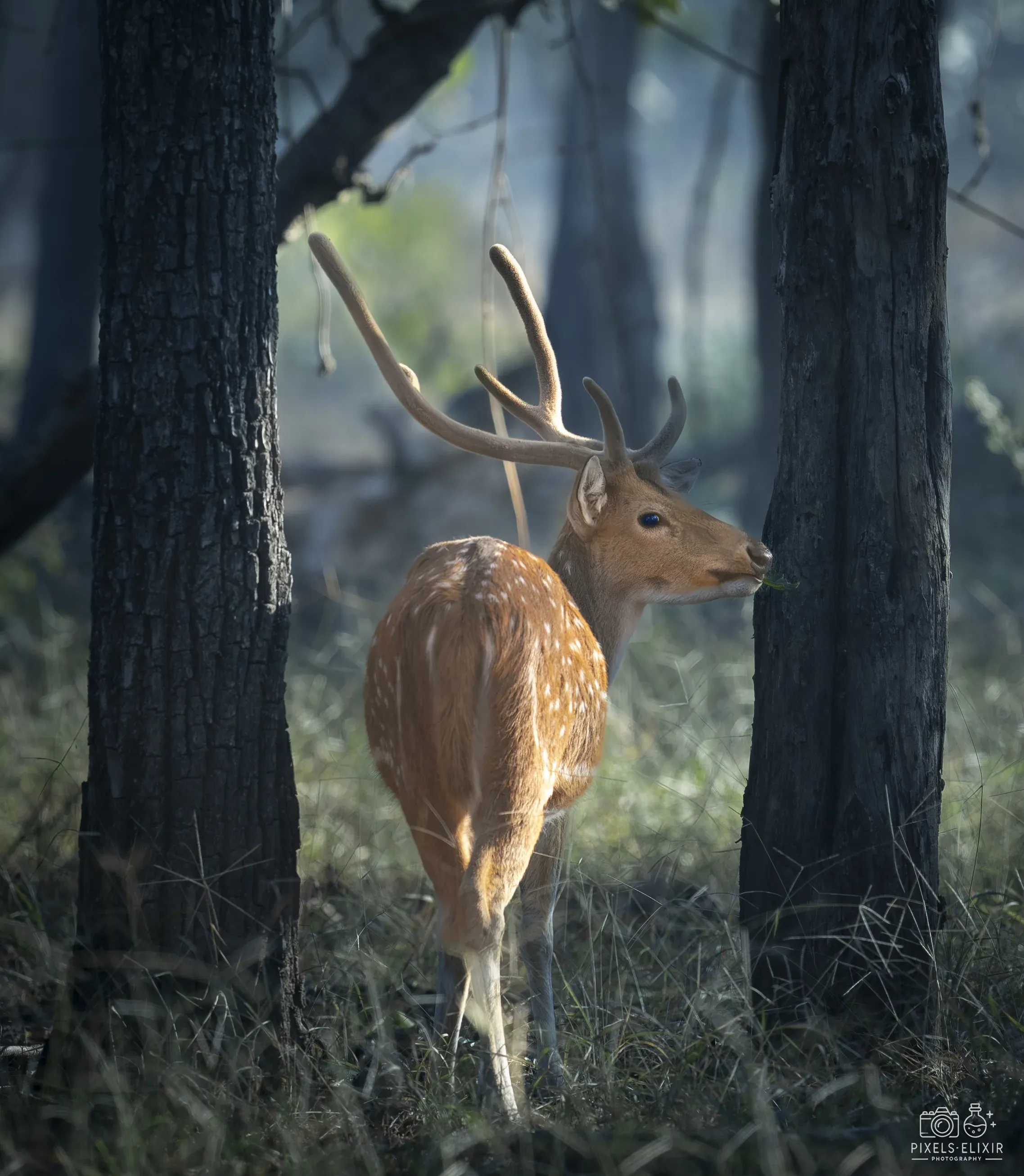 Wildlife and landscape photograph