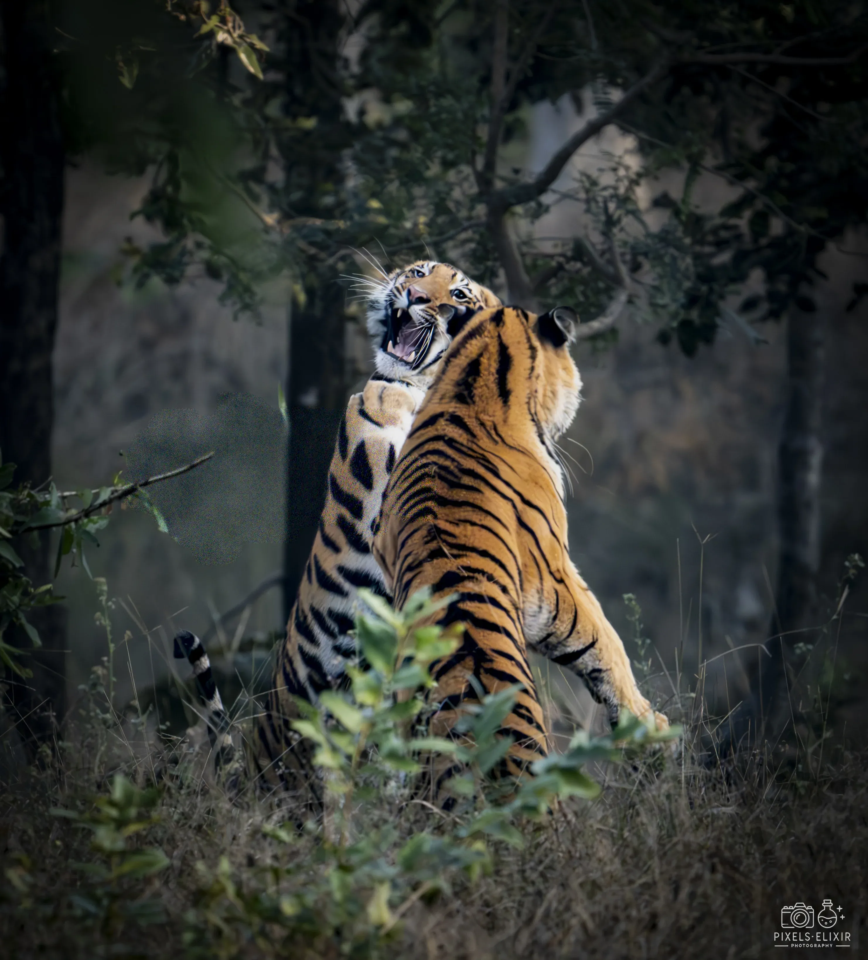 Wildlife and landscape photograph