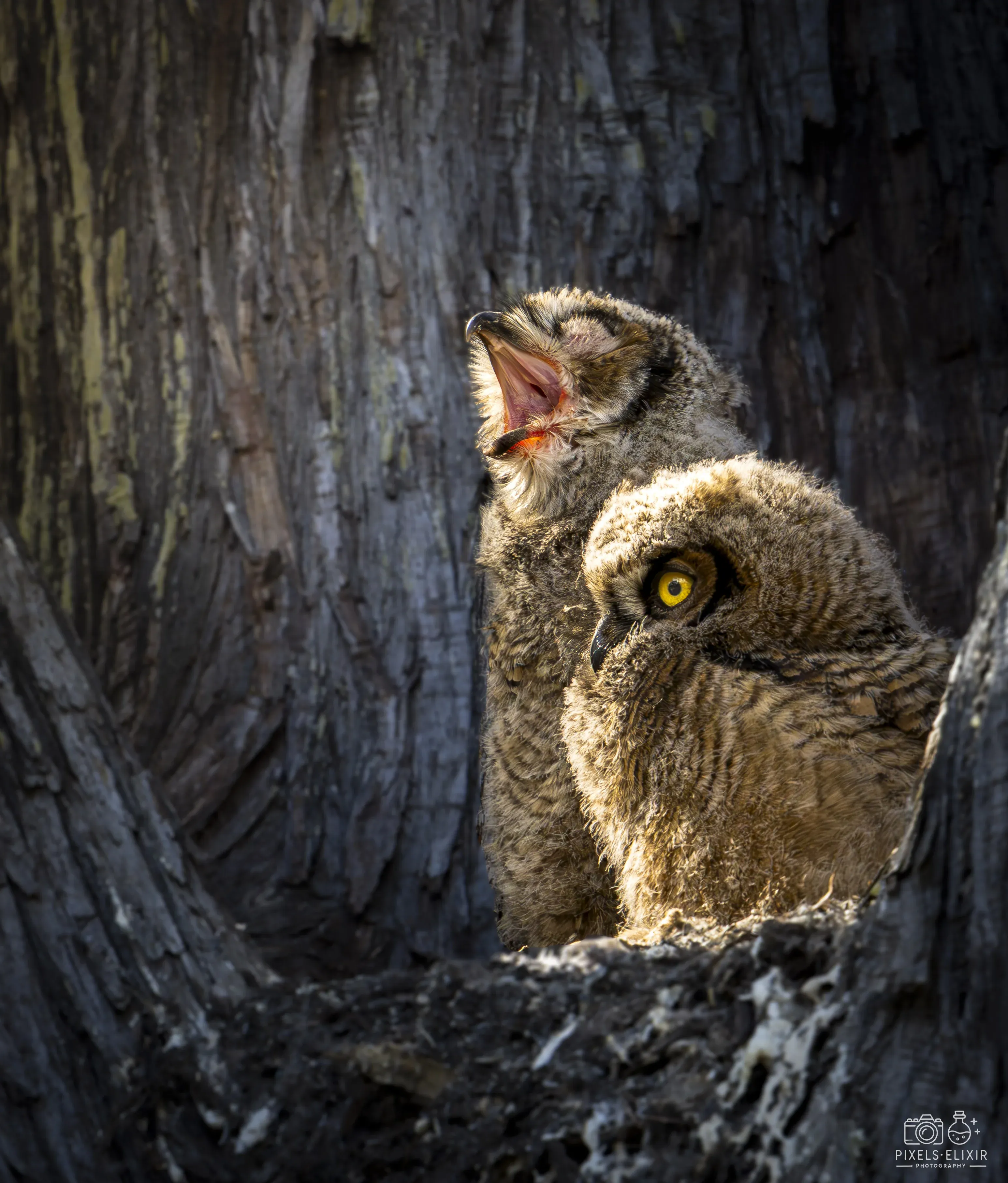 Wildlife and landscape photograph