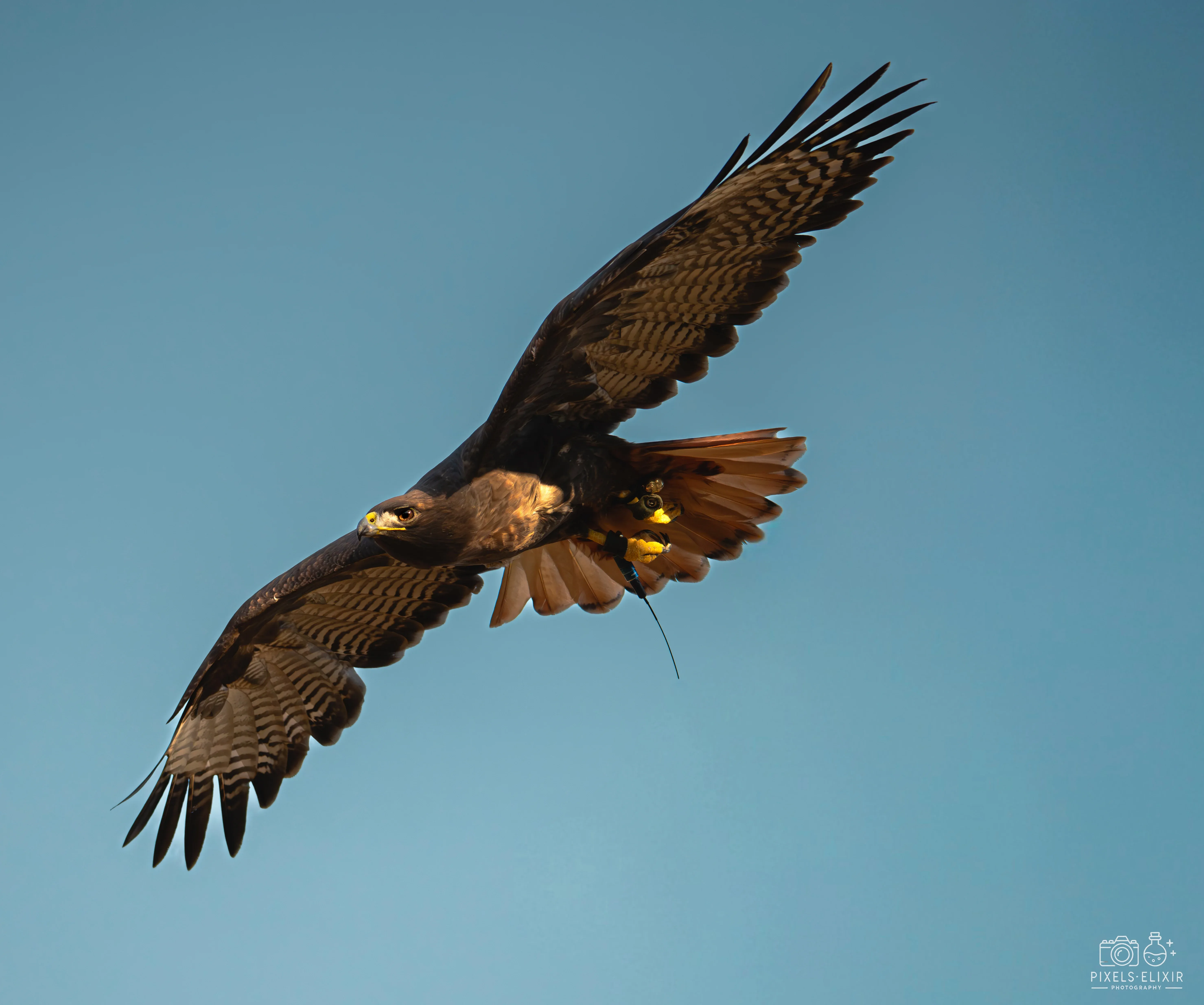 Wildlife and landscape photograph