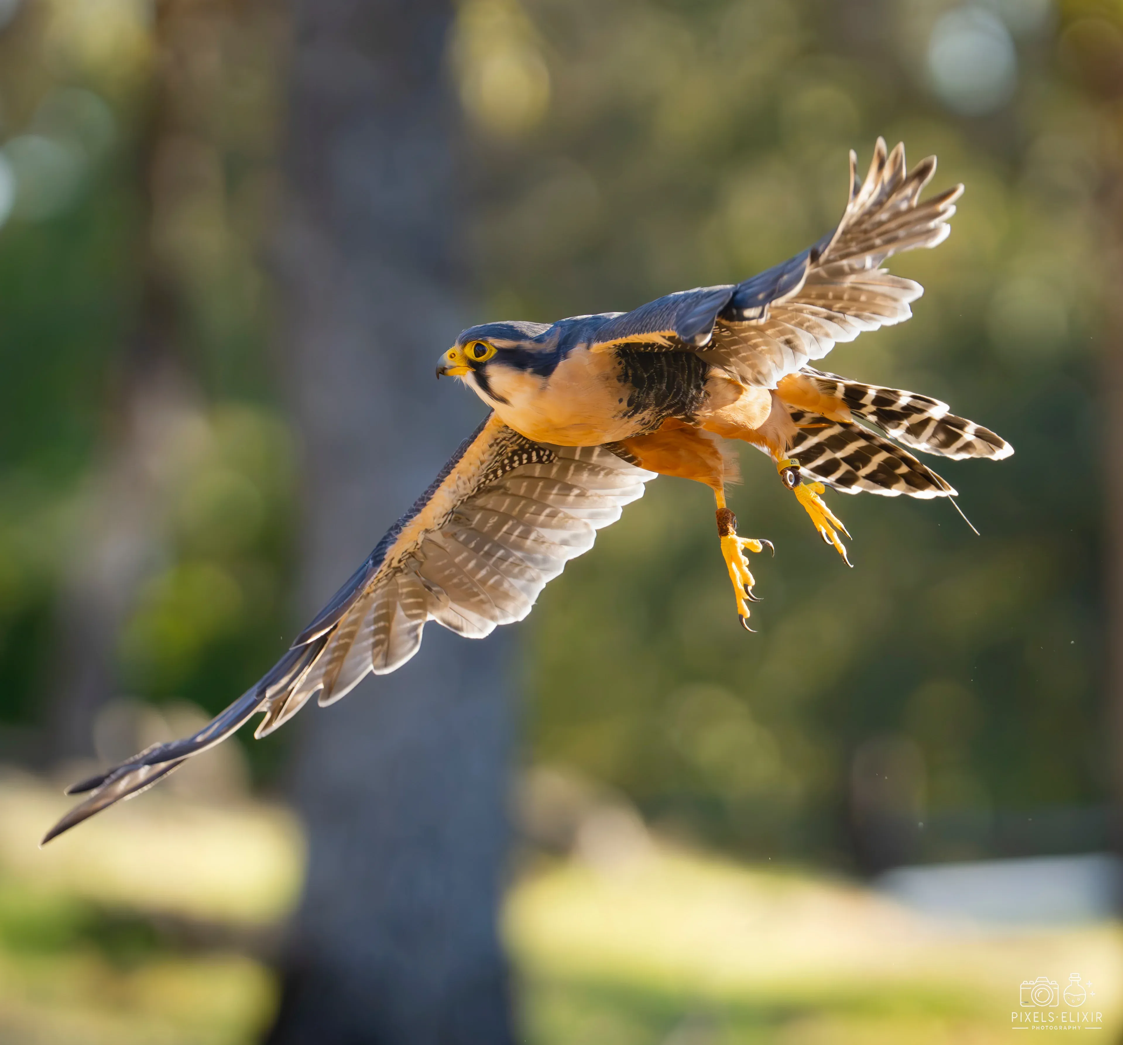 Wildlife and landscape photograph