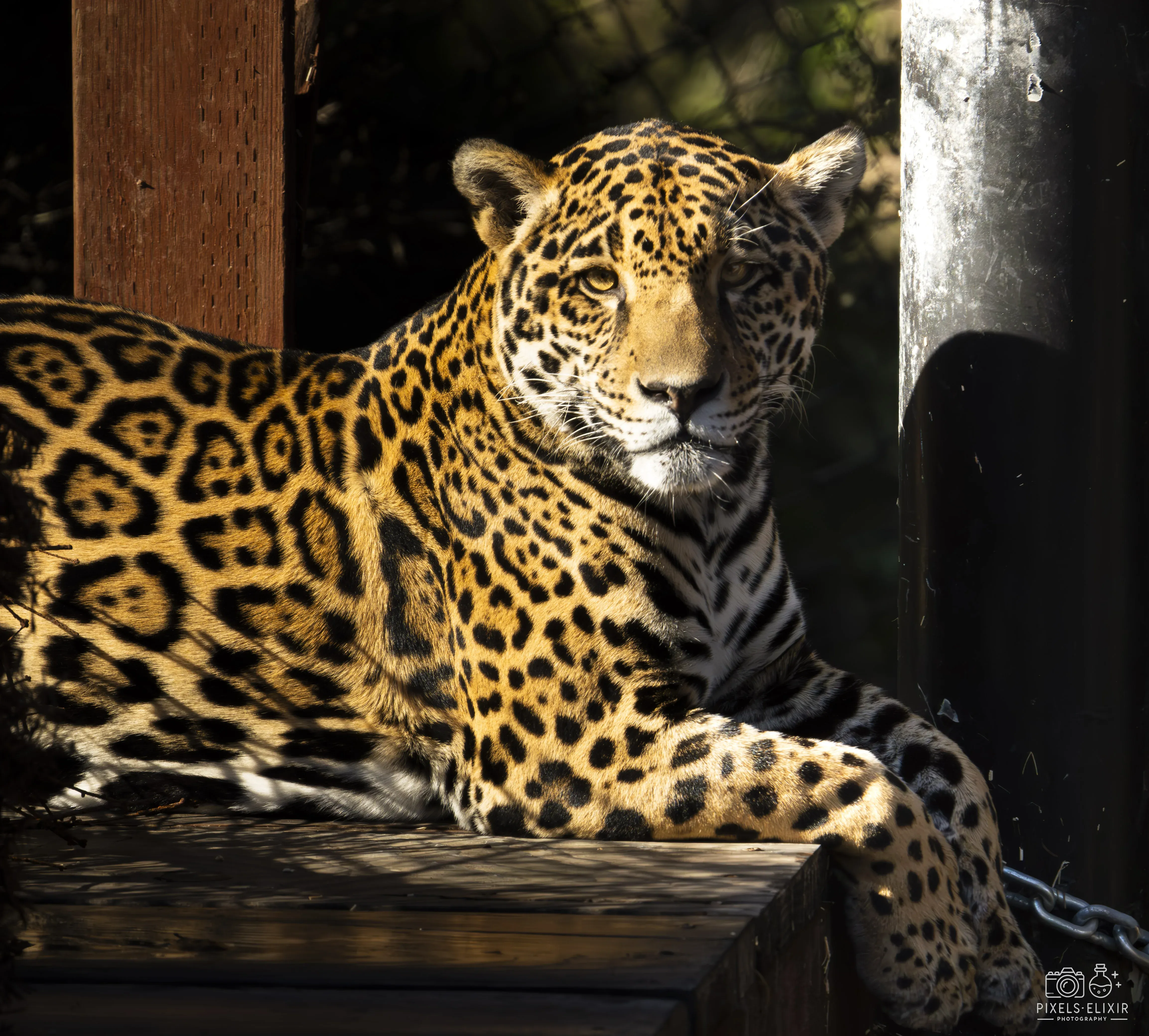 Wildlife and landscape photograph