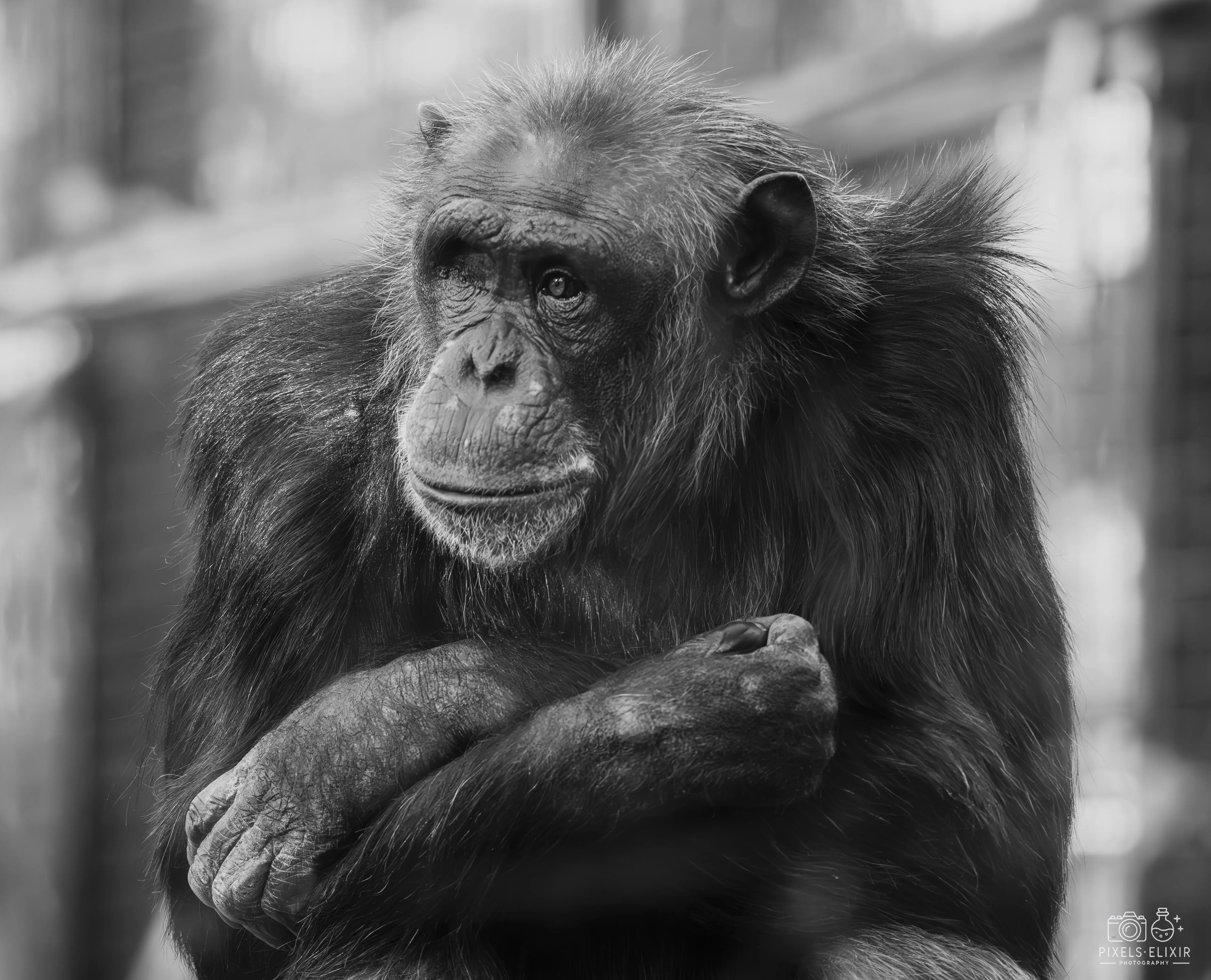 Wildlife and landscape photograph