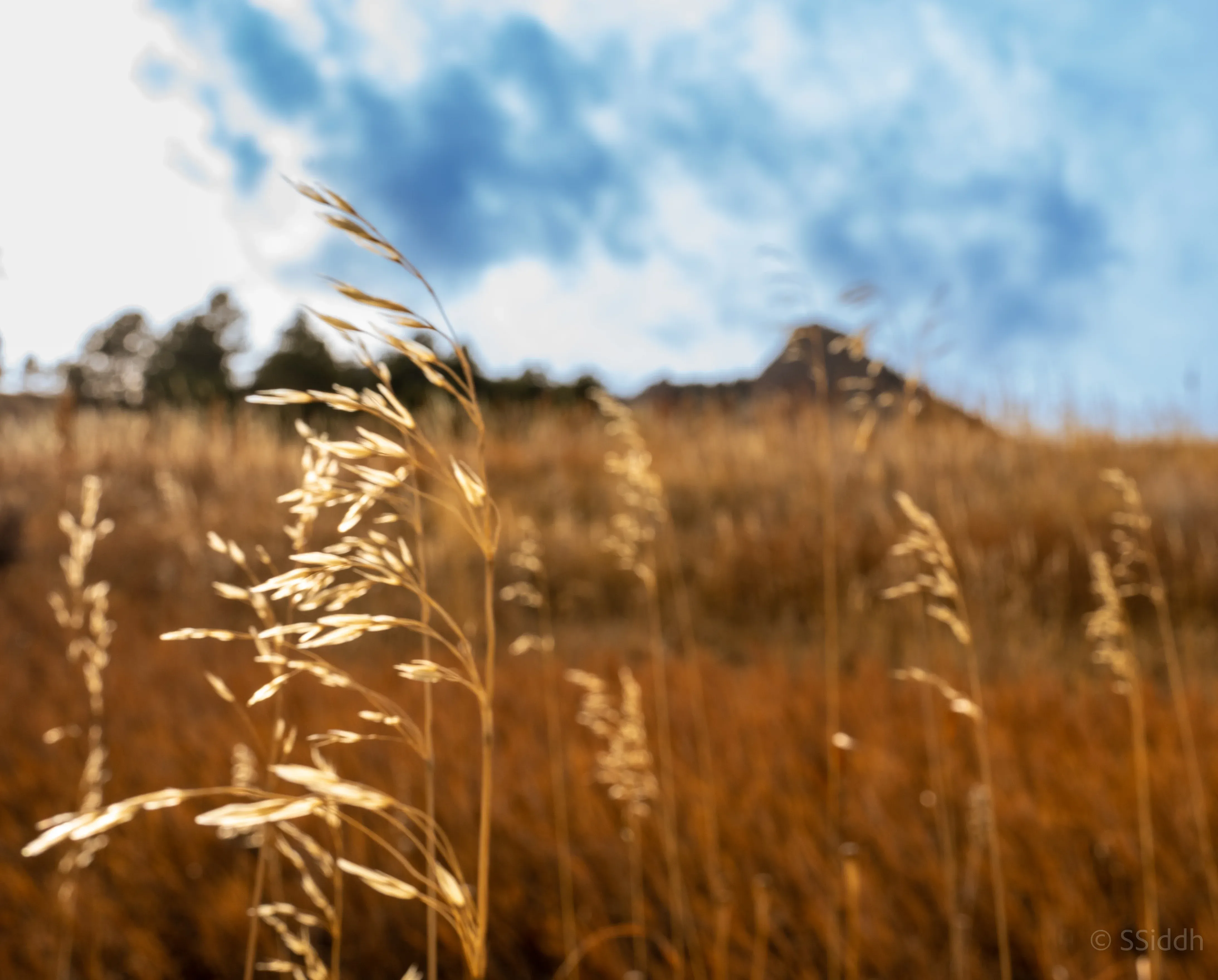 Wildlife and landscape photograph