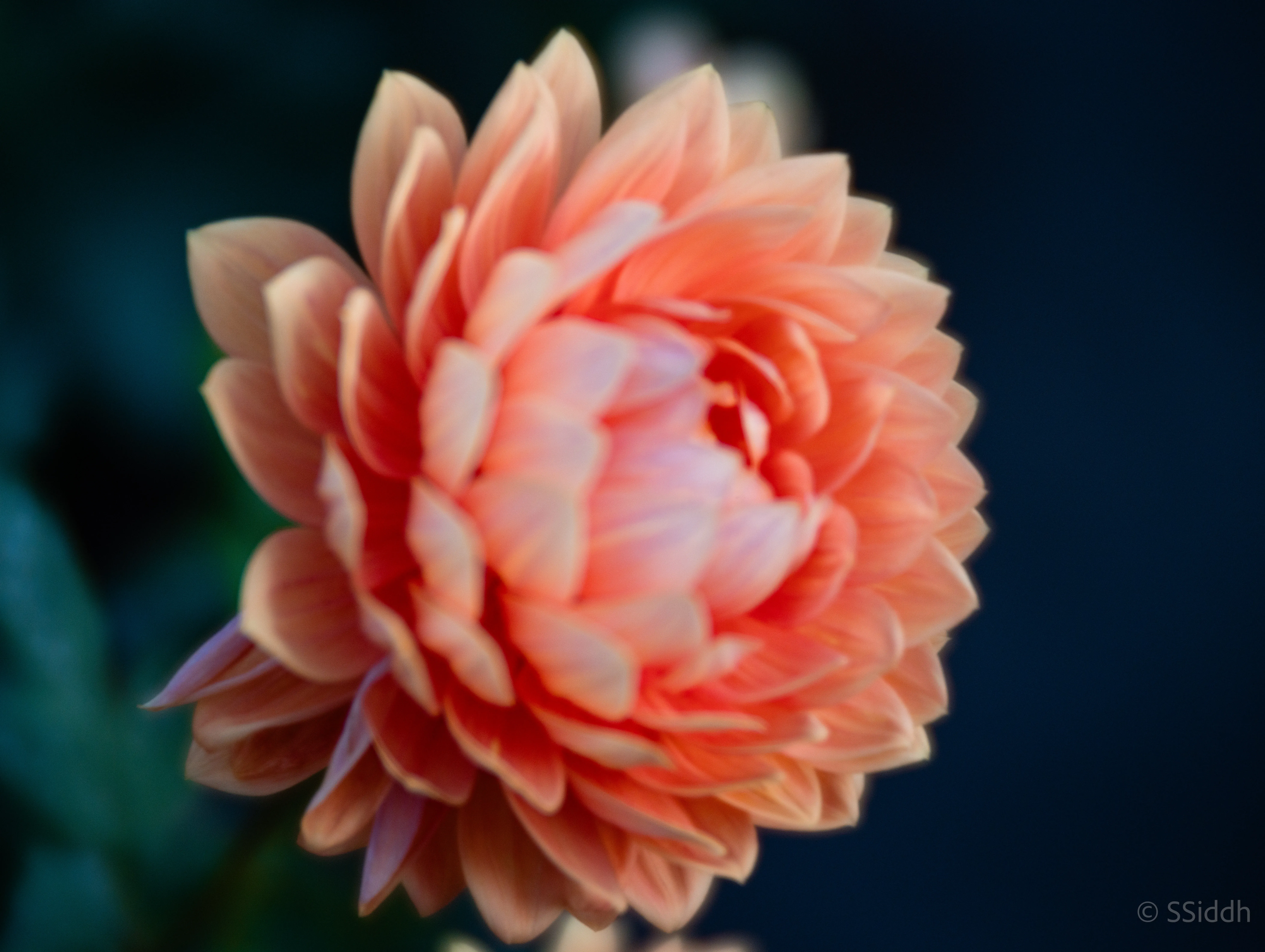 Wildlife and landscape photograph